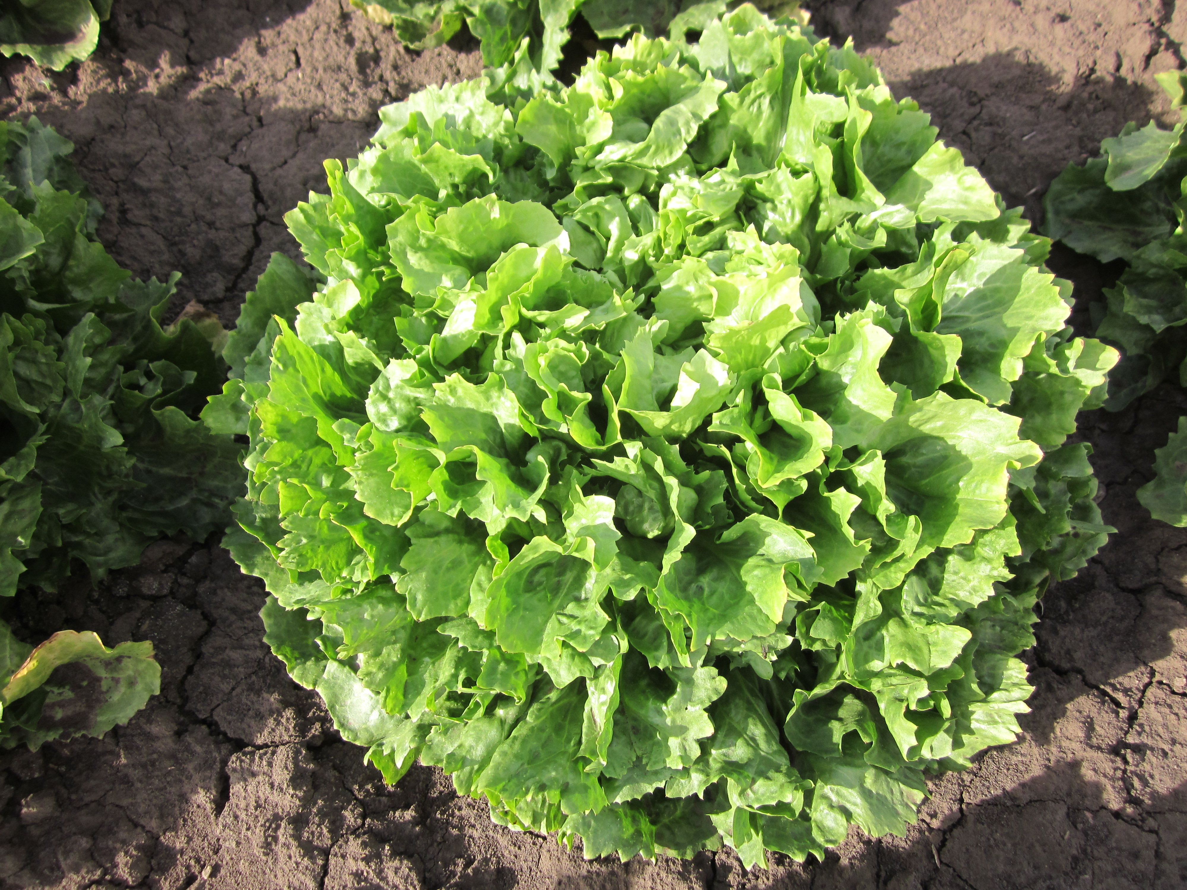 Winterendivie 'Lettuce Leafled Green'