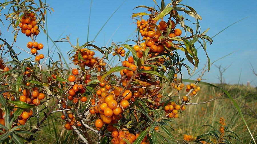 The orange fruits of the sea buckthorn bush against a blue sky (mouseclick leads to enlarging).