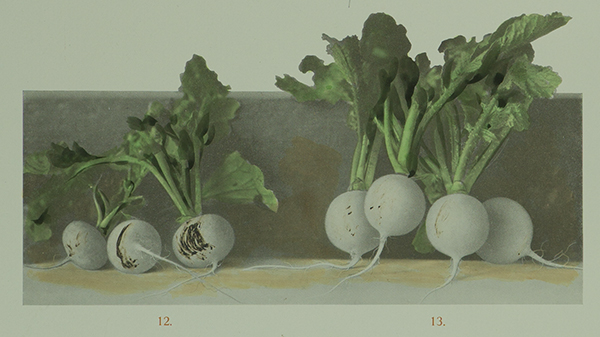 Historical drawing of white radishes (mouse click enlarges view)