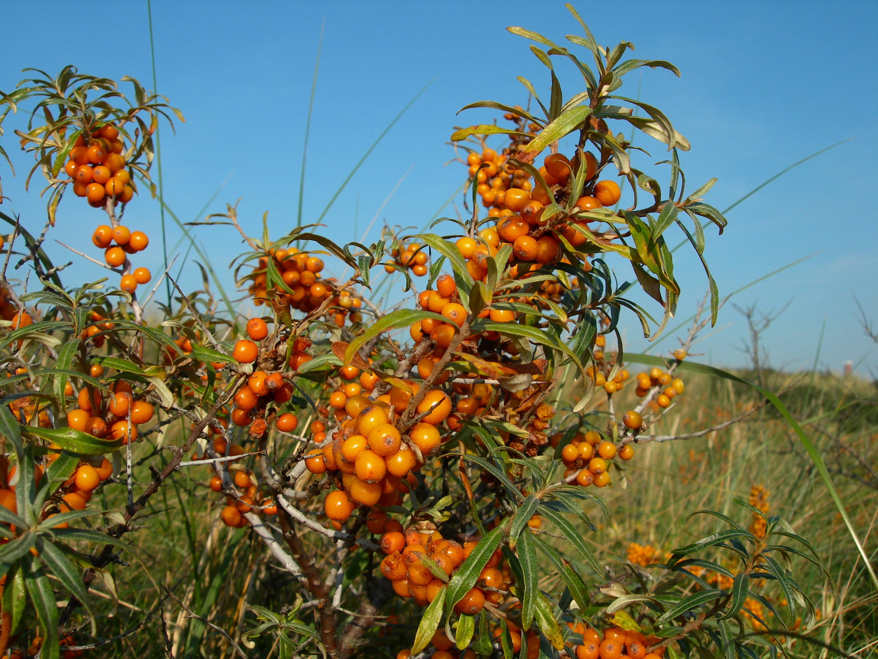 Die orangenen Früchte des Sanddornstrauchs vor einem blauen Himmel (Mausklick führt zur vergrößerten Ansicht)