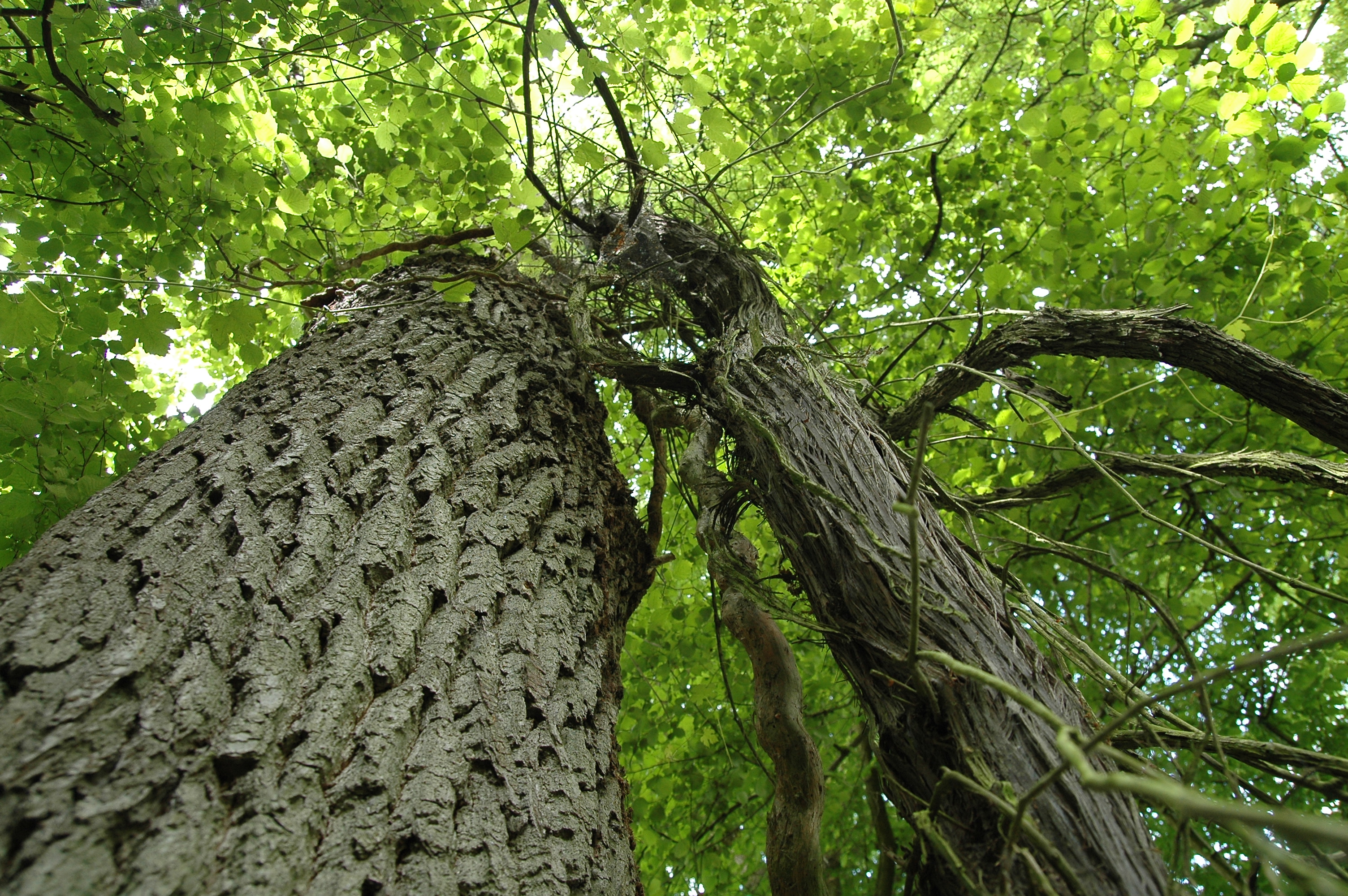 Wildrebe an Trägerbaum im Naturschutzgebiet 'Ketscher Rheininsel'