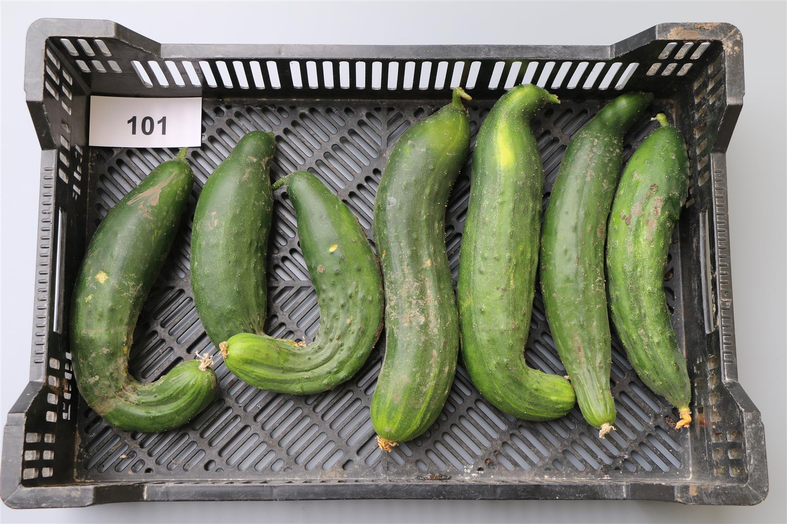 Cucumber 'Arnstädter Riesen'