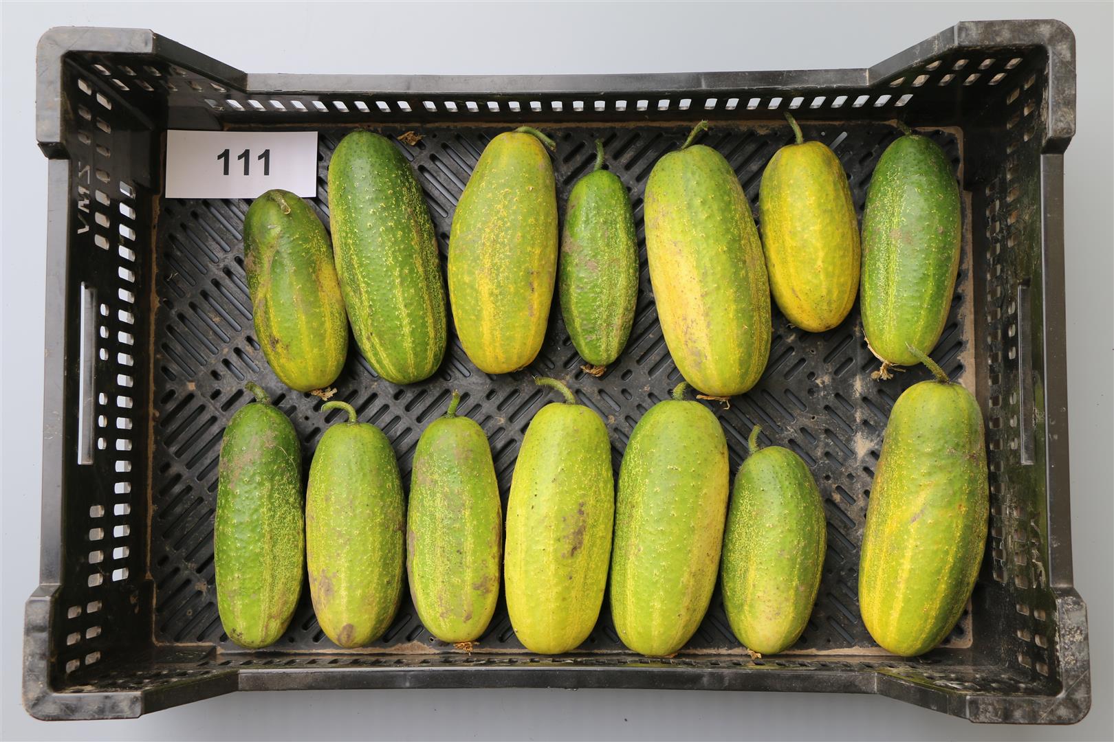 Cucumber 'Venloer Trauben,Vorgebirgstrauben, Cus170/72 (U146)'