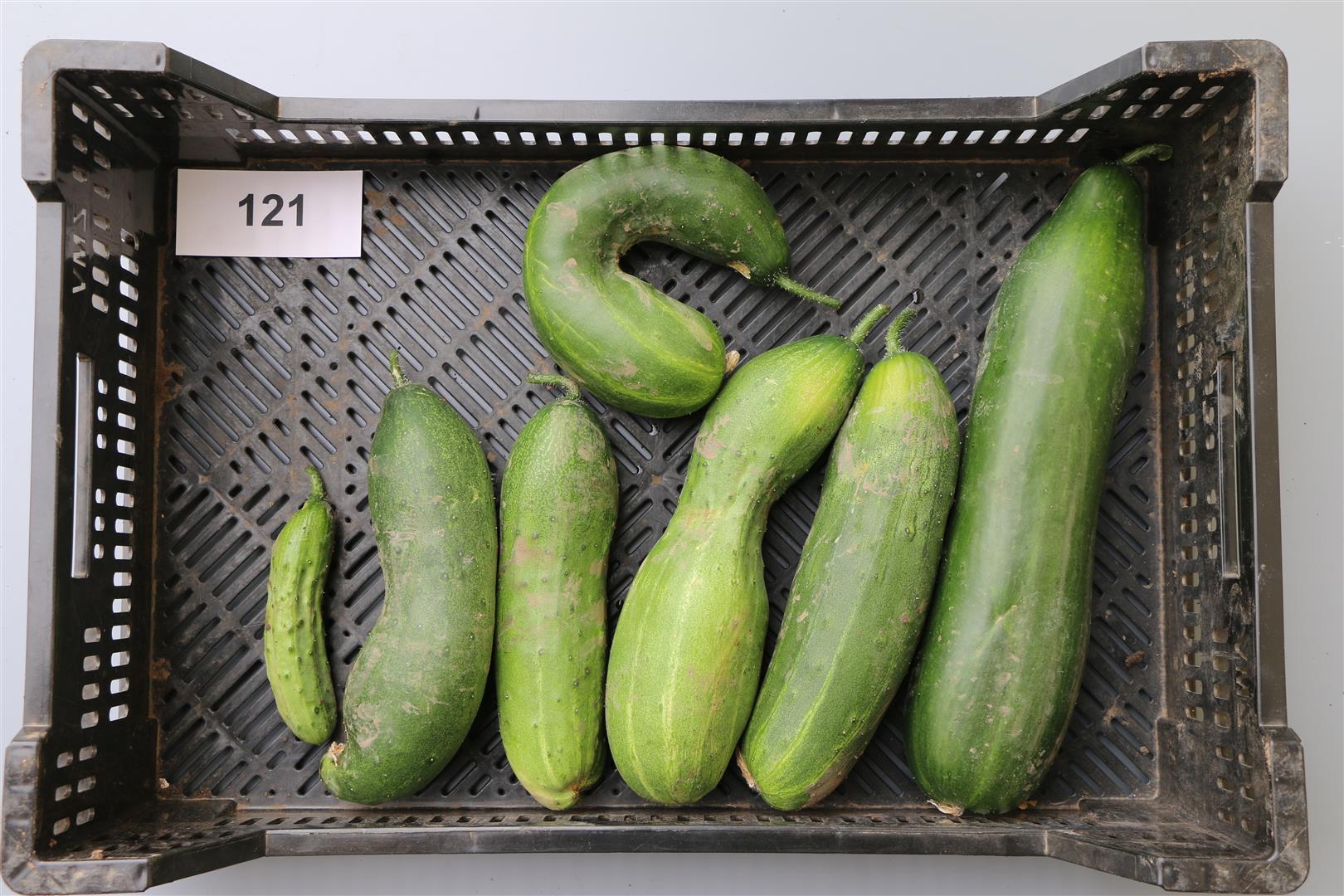 Cucumber 'Riesen Schäl'