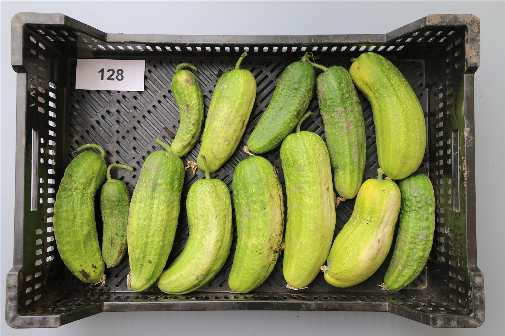 Cucumber 'Mittellange Volltragende'