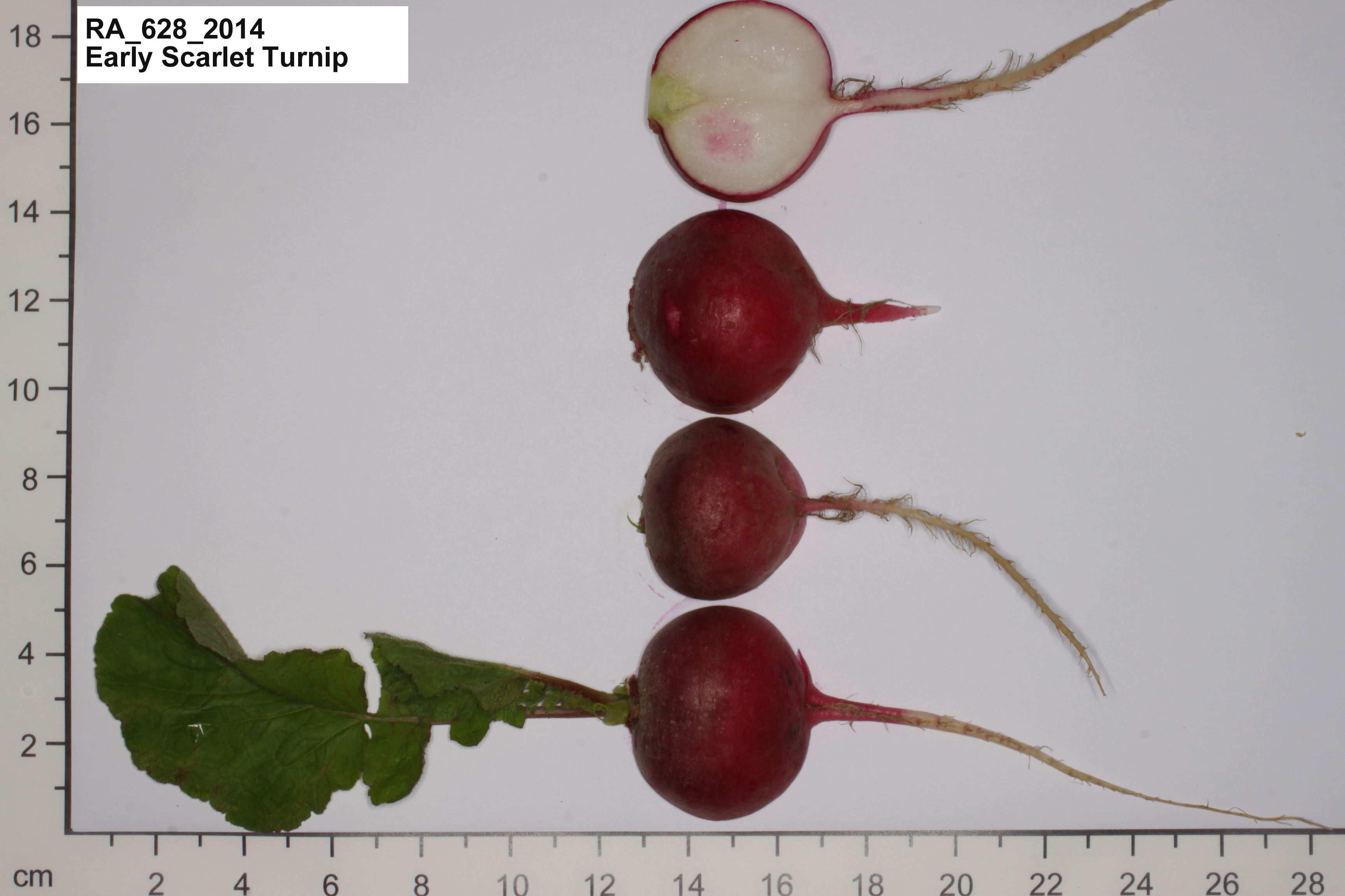 Rettich 'Early Scarlet Turnip'