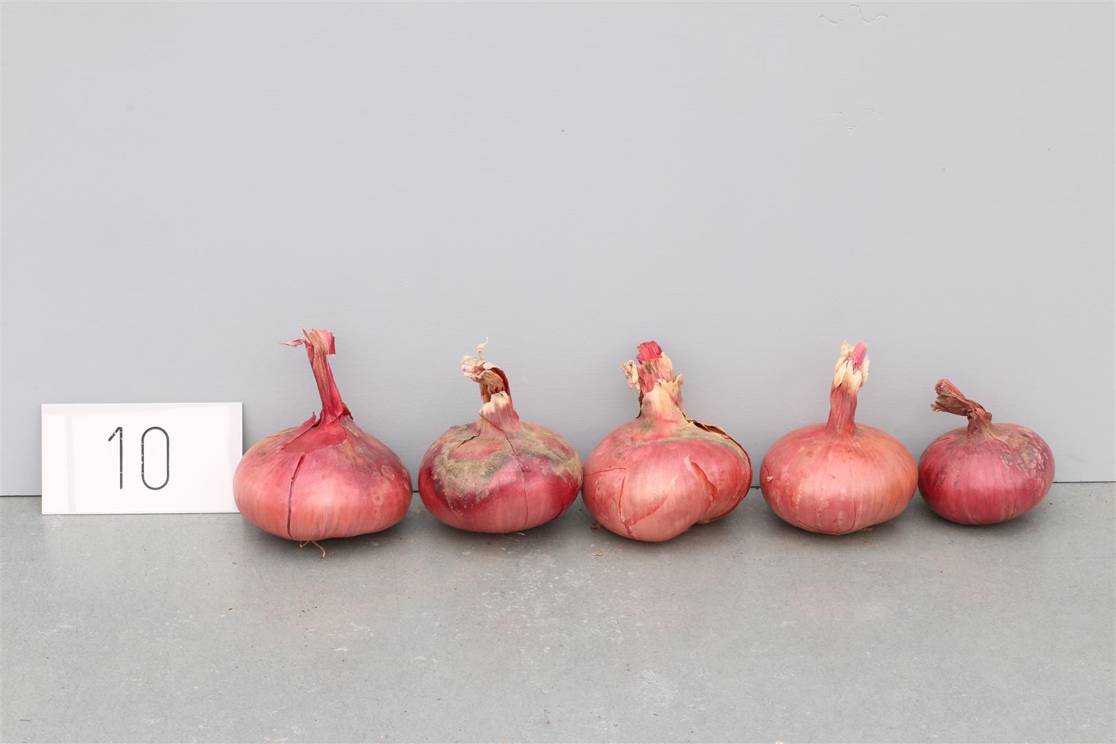 Onion 'Frühe Blaßrote'