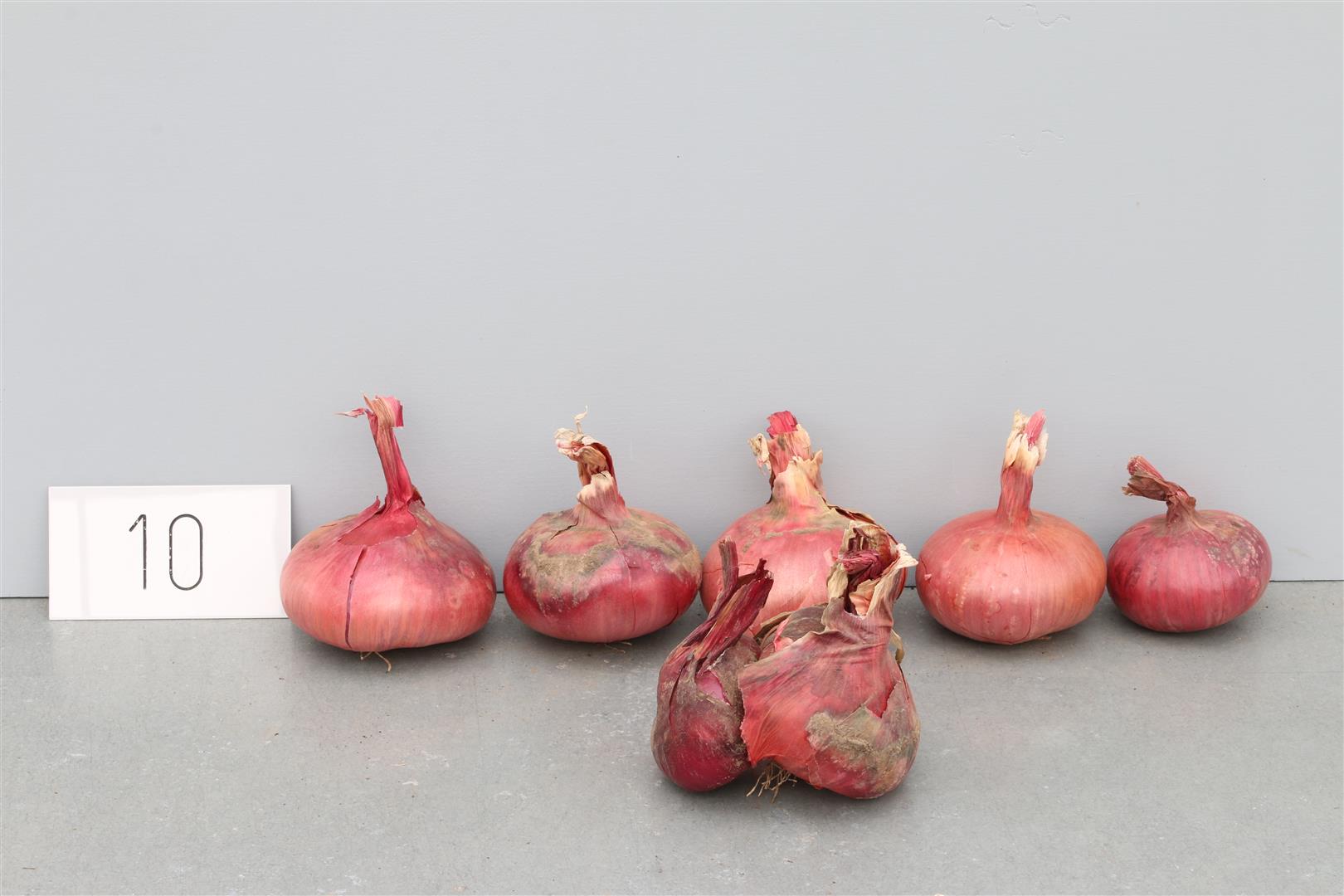 Onion 'Frühe Blaßrote'