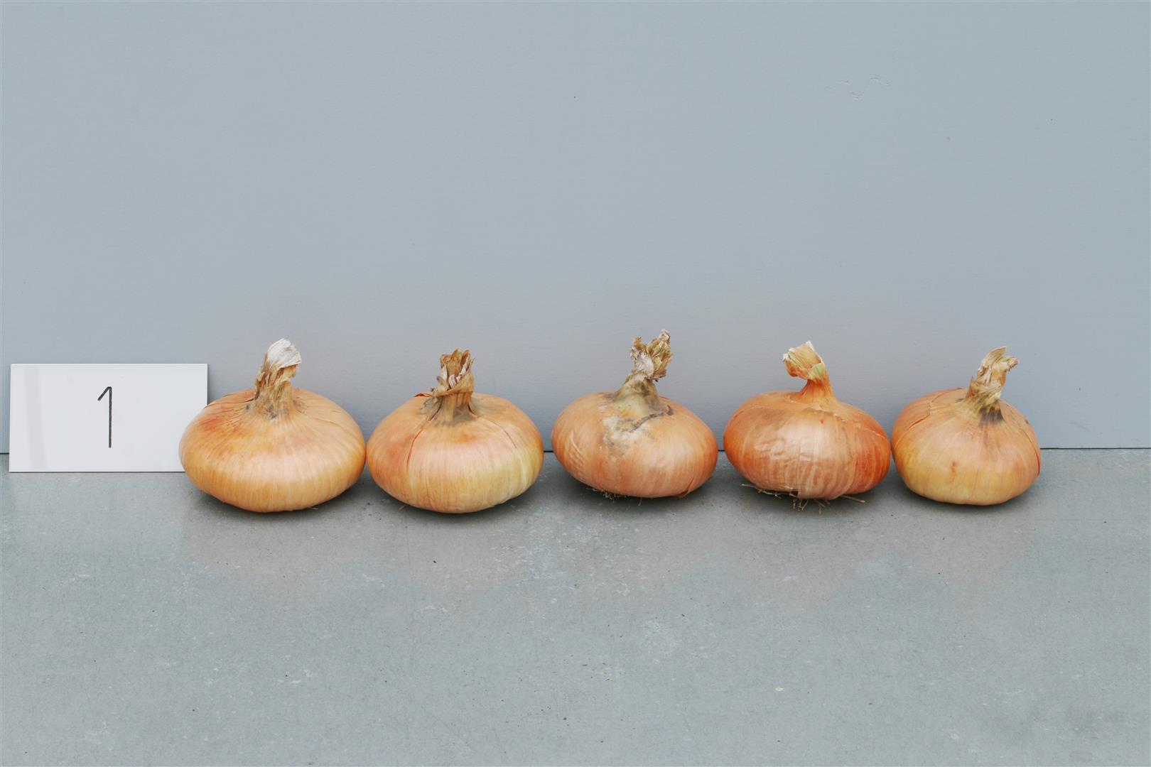 Onion 'Dresdner plattrunde'