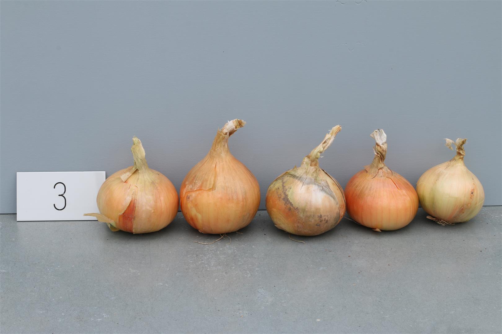 Onion 'Früka'