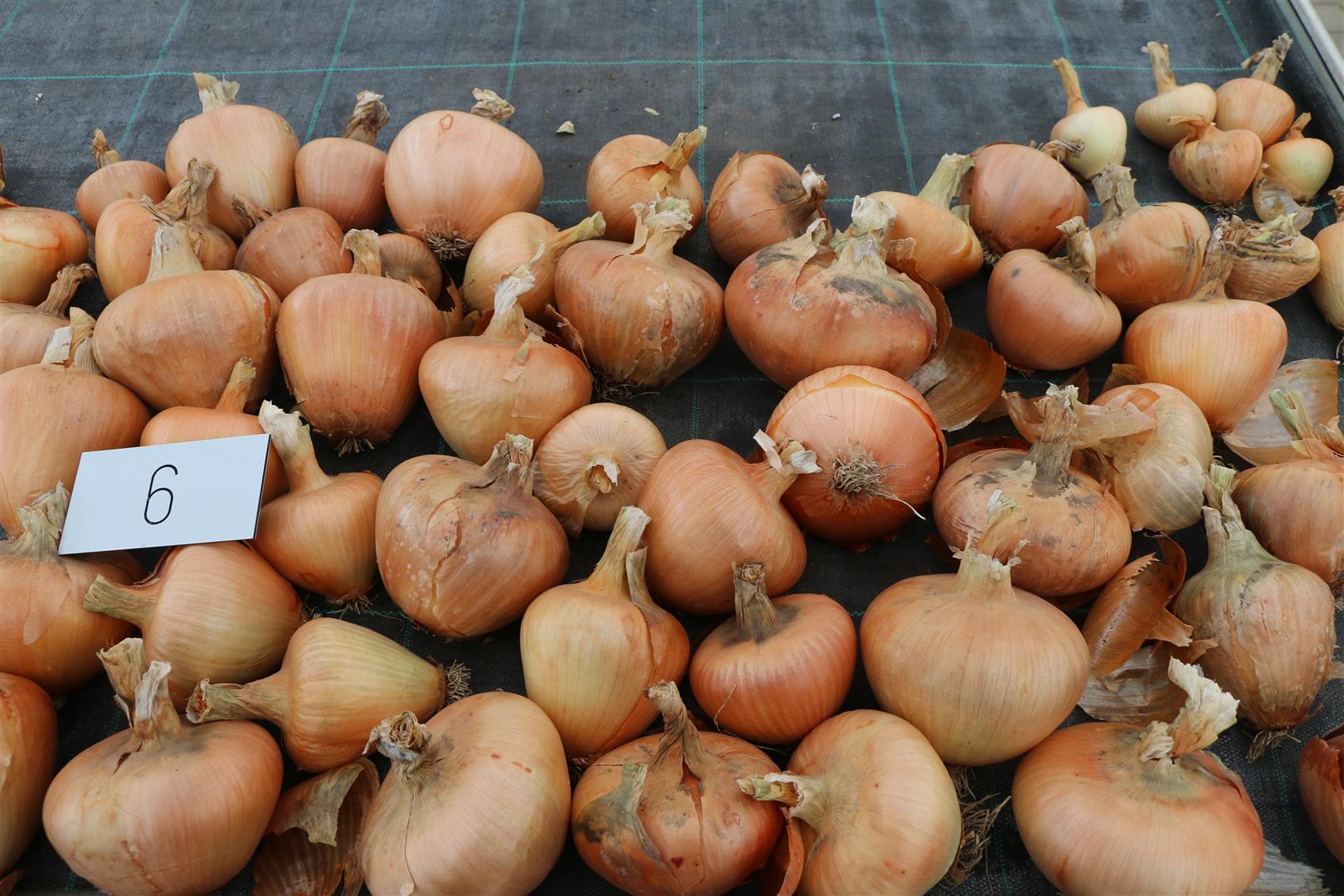Onion 'Cipolla Ramata di Milano'