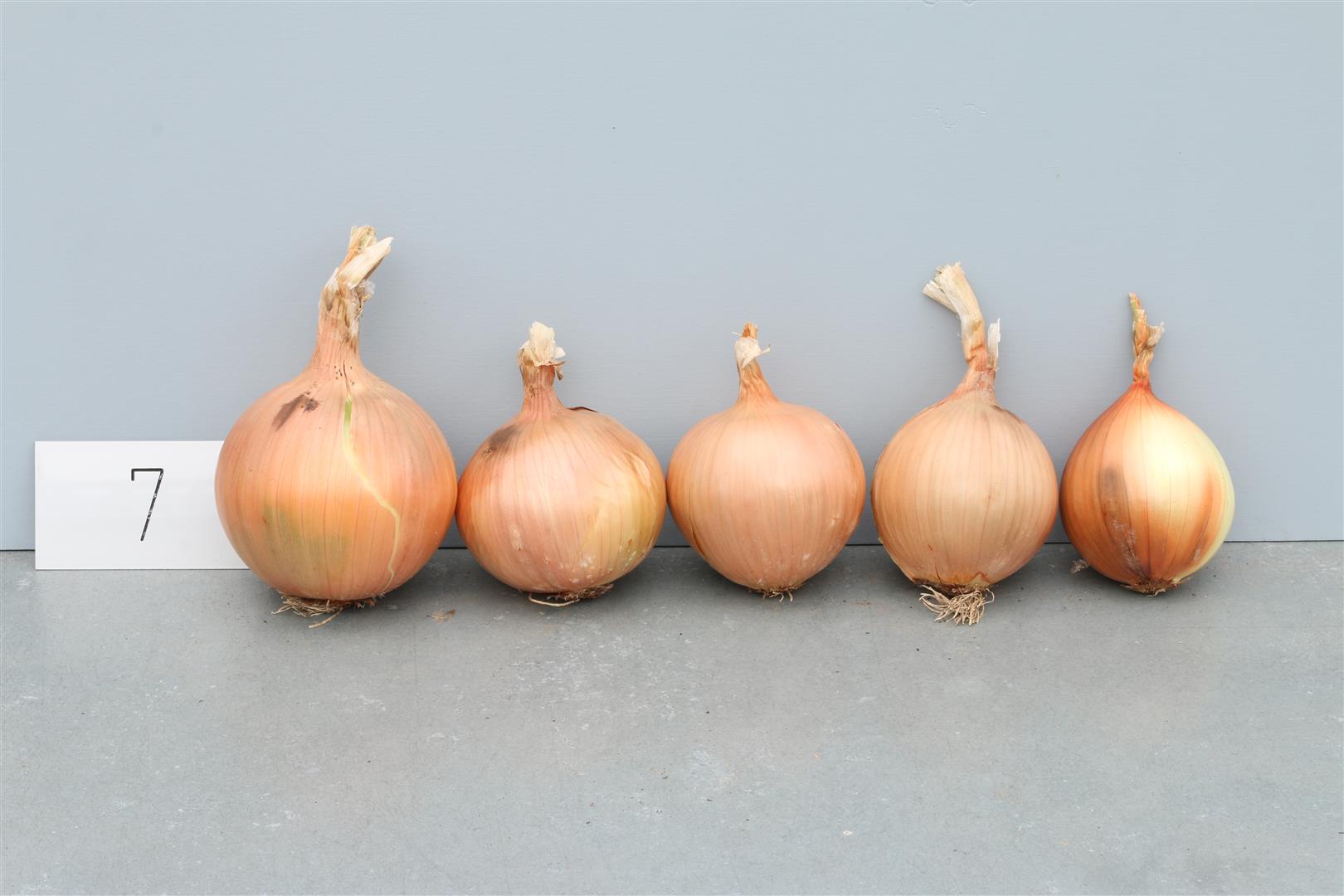 Onion 'PRIZETAKER'