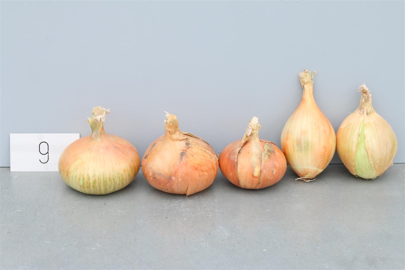 Onion 'Trébons'