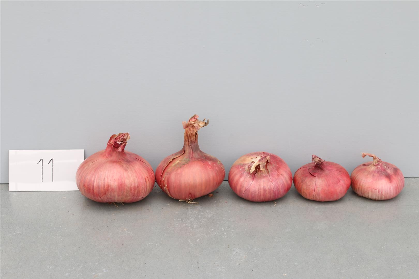 Onion 'Holländische Plattrunde Dunkelrote'