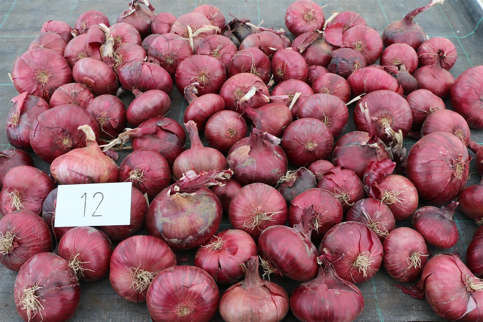 Onion 'NORTH HOLLAND BLOOD RED COMRED'