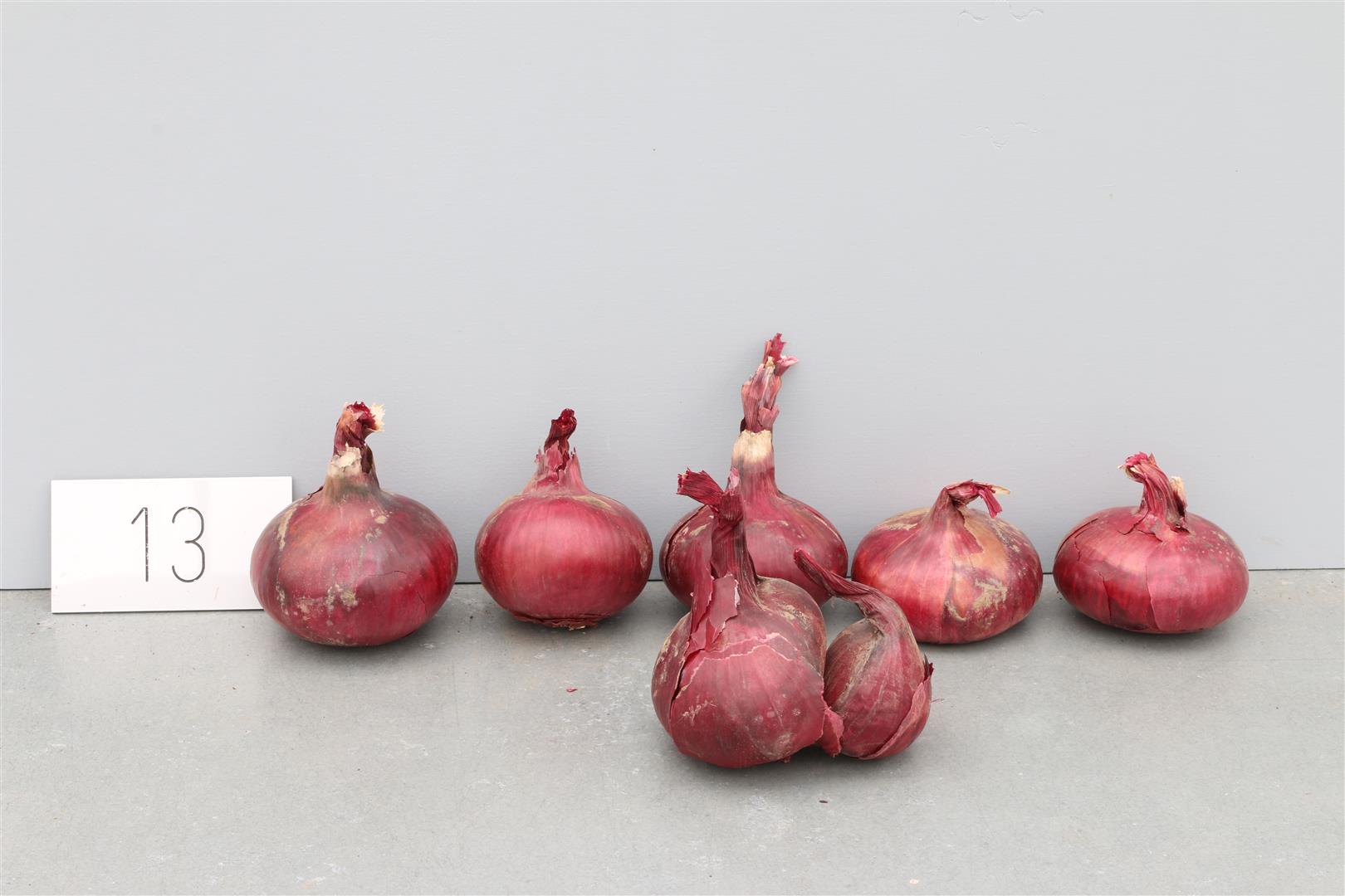 Onion 'NORTH HOLLAND BLOOD RED COMRED'
