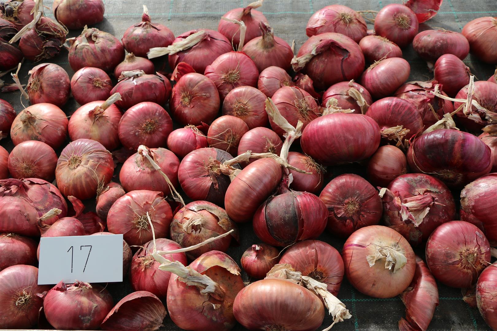 Onion 'Red Wethersfield'