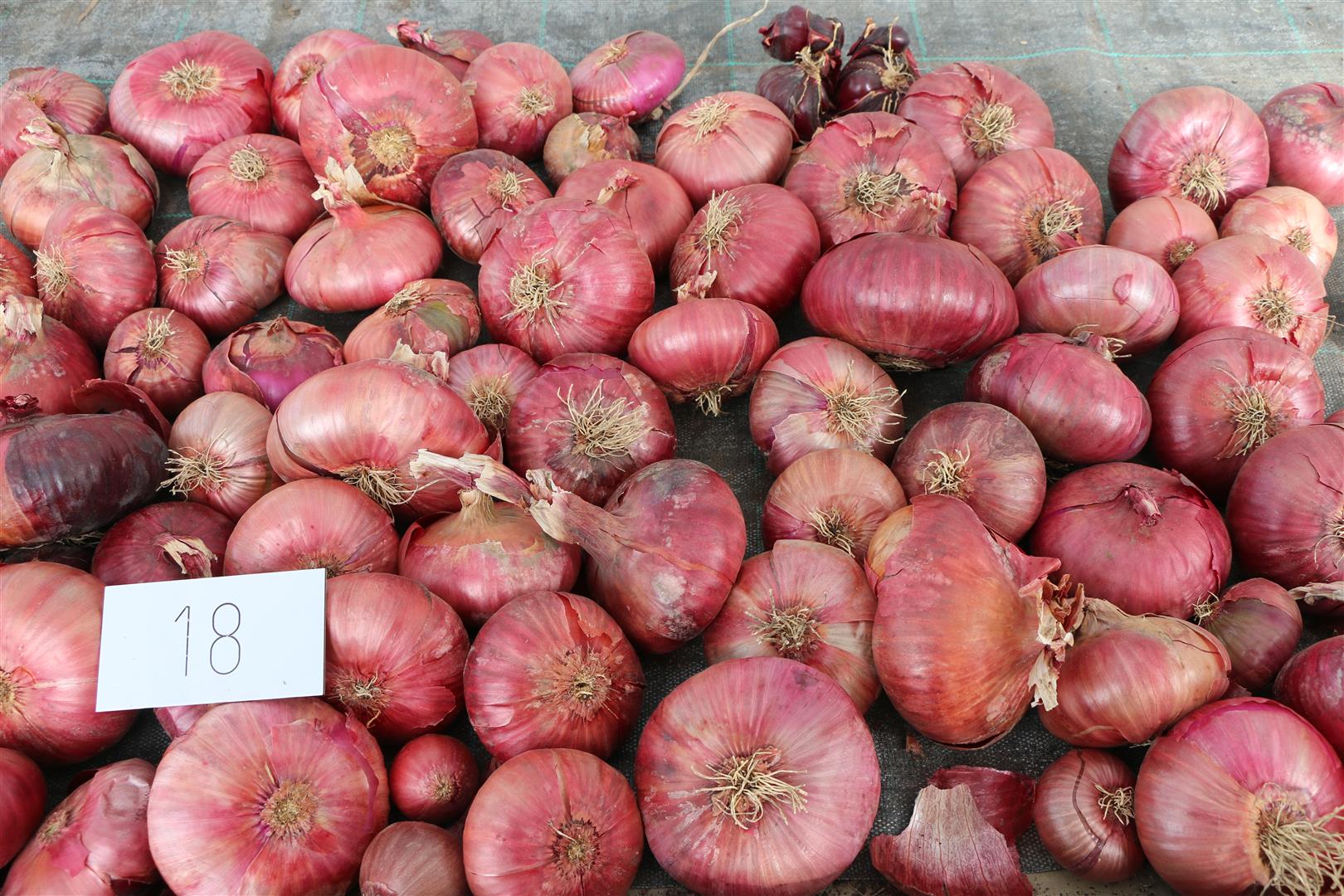 Onion 'Red Wethersfield'