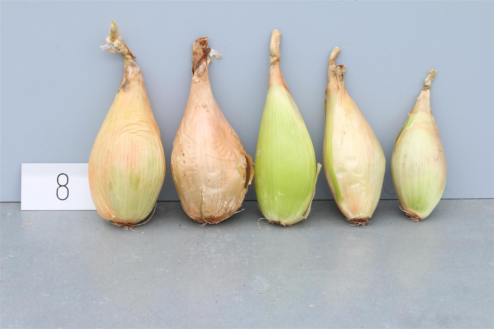 Onion 'Trébons'