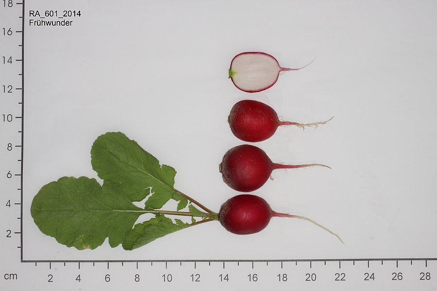 Various red radishes are lying on a measuring table to show their size (Mouse click enlarges view)