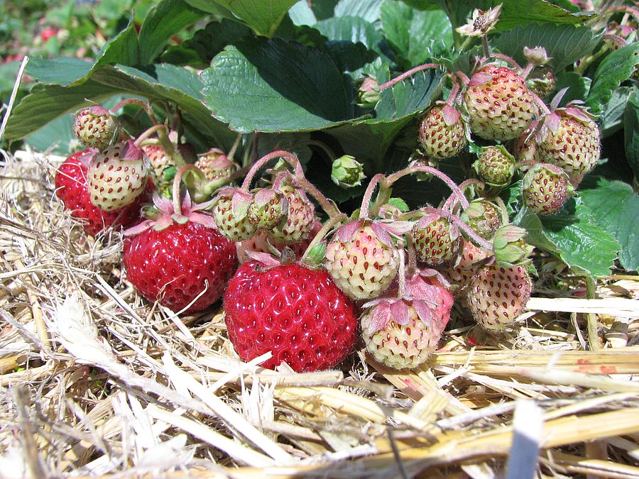 Unreife und reife Erdbeeren auf dem Feld (Mausklick führt zur vergrößerten Ansicht)